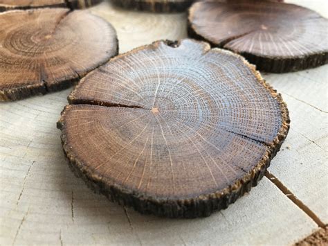 oak wood slices rustic wood slices etsy