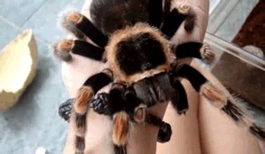freaky spider gifs    skin crawl