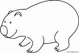 Wombat Coloring Coloringall sketch template