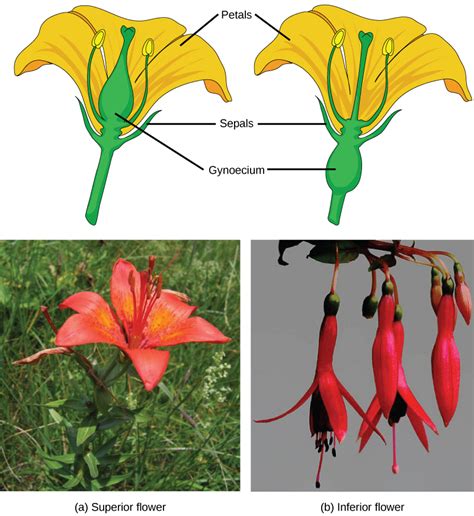 32 1c sexual reproduction in angiosperms biology libretexts