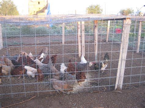 cricket song farm chicken run   cattle panels
