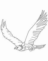 Eagle Golden Aigle Aquile Disegno Tawny Coloriage Usps Colorare Coloriages Animaux Vulture Colorings Peasy Designlooter sketch template