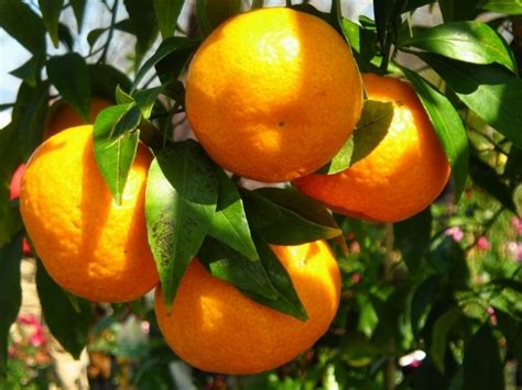 mandarino citrus nobilis agrumi