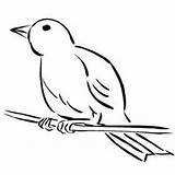 Canary Coloring Getcolorings Branch sketch template