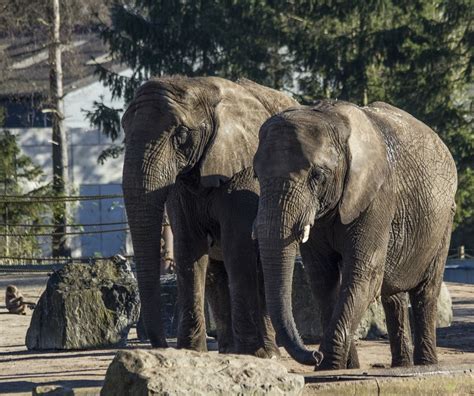 duitse olifantenfamilie komt naar safaripark beekse bergen nvd dierentuinen