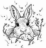 Coloring Pages Bunny Animals Colouring sketch template