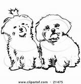 Maltese Clipart Dog Dogs Bichon Two Cute Coloring Pages Background Stencil Illustration Sitting Side Yorkie Drawing Viewer Curiously Looking Clip sketch template