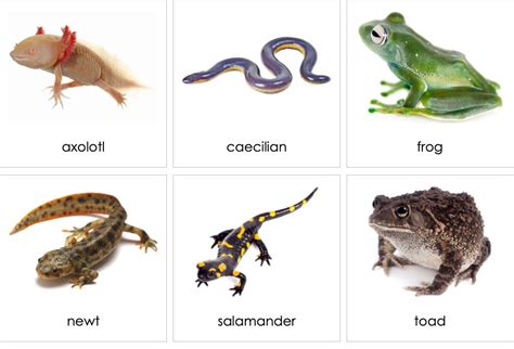 names  amphibians