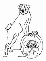 Coloring Halloween Pages Dog Pug Color Dogs Printable Getcolorings Pumpkin sketch template