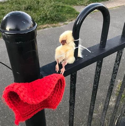 Investigation Launched After Dead Chick Is Tied To Railings On Road
