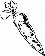 Carrot Coloring Pages Harvesting Food Drawing Vegetable Color Getdrawings sketch template