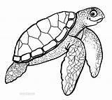 Turtle Sea Coloring Drawing Pages Printable Kids Cartoon Color Print Baby Leatherback Realistic Green Turtles Outline Drawings Swimming Draw Detailed sketch template