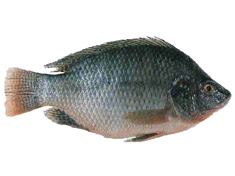 meen valarthal fish farming tilapia