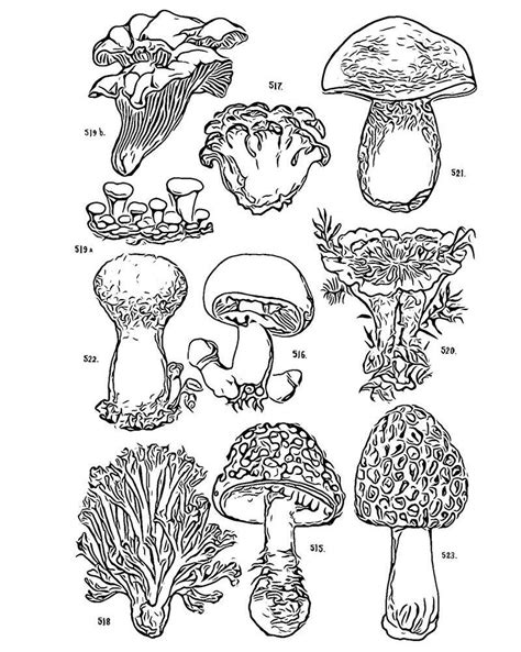 kingdom fungi coloring worksheet answer coloring pages