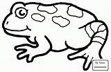 Frog Toad Amphibian Frogs Clipartmag sketch template