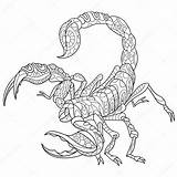 Scorpione Scorpio Animali Zentangle Disegno sketch template