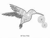 Hummingbird Tiaratribe sketch template
