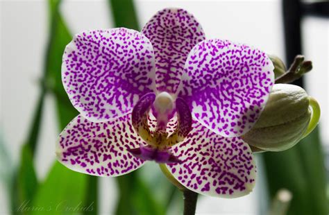 marias orchids  orchid flowers gallery
