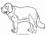 Bernhardiner Malvorlage Tiere Hunde Kategorien sketch template