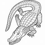 Alligator Crocodile sketch template