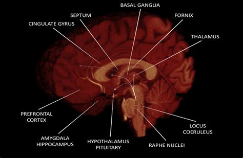 neuroanatomy and function of human sexual behavior a neglected or