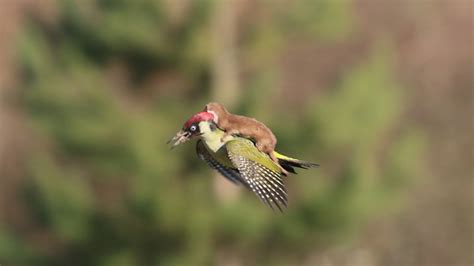 wildlife photographer captures stunning image of a weasel flying on a