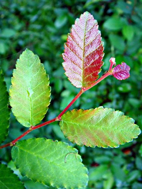 New Growth Cedar Elm Ulmus Crassifolia This Species Hybr… Flickr