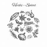 Kruiden Getrokken Spices Spezie Erbe Schets Stijl Vectorhand Herbs Drawn Concetto Disegnato Abbozzo sketch template