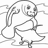 Coloring Manatee Pages Clipart Manatees Popular Library Book sketch template