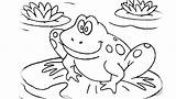 Bullfrog Coloring Getdrawings Frog Cycle Getcolorings Life sketch template