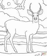 Deer Coloring Pages Mule Printable Supercoloring Print sketch template