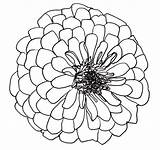 Drawing Flowers Flower Line Drawings Clipart Dahlia Zinnia Open Step Library Outline Clip Rose Coloring Dahlias Cliparts Easy Artesanato Flores sketch template