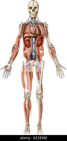 image shows  overview   layers   human body stock photo alamy