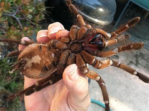 Largest Spider In The World 2 Source Of Inspiration