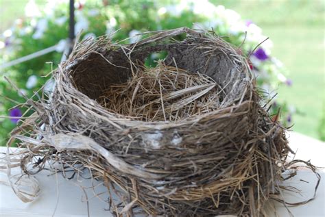 craptastic crafts  kids birds nest