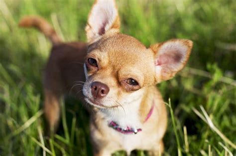teacup chihuahua  facts   adorable mini chi chi dog breeds