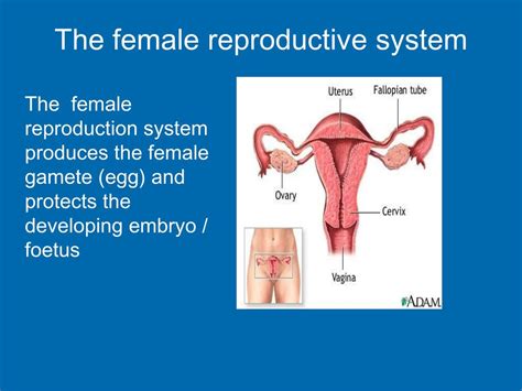 Ppt The Female Reproductive System Powerpoint