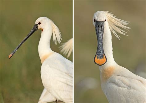 laugh   photographs  birds   front