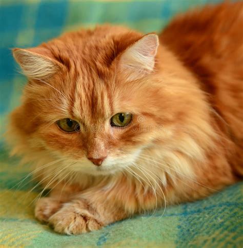 fluffy red cat stock photo image  pretty face sight
