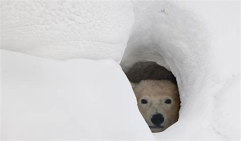 global warming  deprive polar bears  safe places  give birth