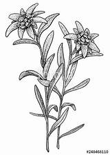 Edelweiss Drawing Illustration Vector Flower Engraving Ink Line Leontopodium Alpinum Paintingvalley Outline Silhouette Drawn Hand sketch template
