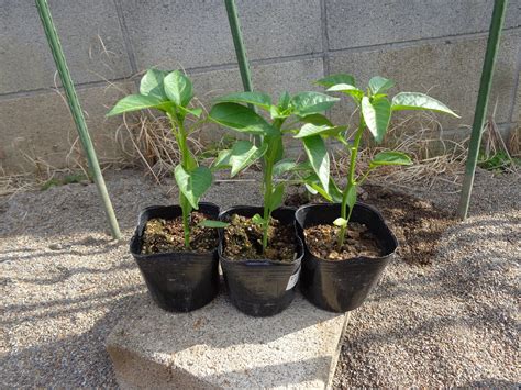 hero planting bell pepper seedlings
