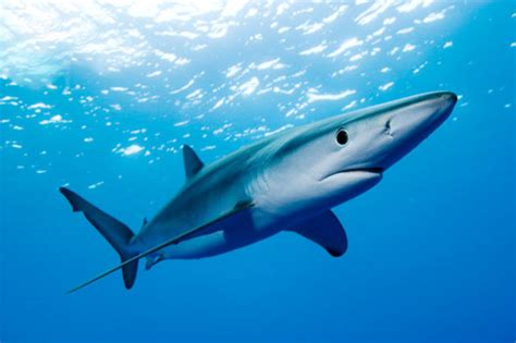 facts  blue sharks hubpages