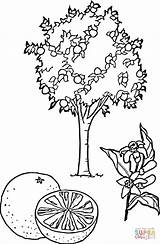 Coloring Pear Tree Pages sketch template