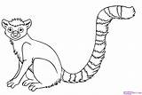 Lemur Drawing Ring Tailed Draw Step Getdrawings sketch template