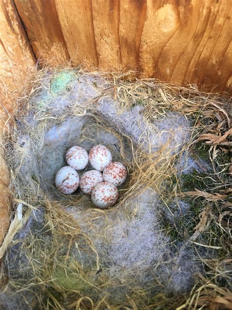 chickadee nest box tragedy birdoculars