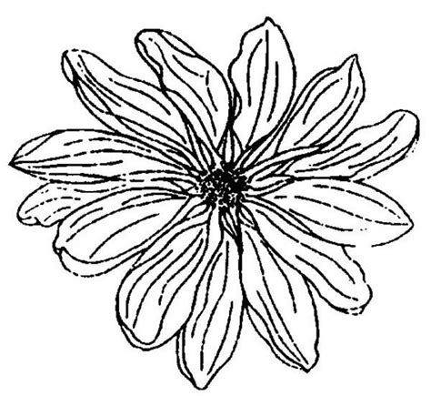 close  picture  chrysanthemum coloring page coloring pages close