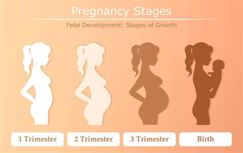 the 4 stages of the pregnancy timeline healthbanksus