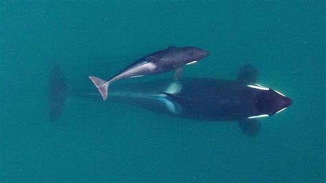 biologos consideram tratar orca bebe selvagem pela primeira vez nos eua