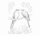 Coloring Bird Printable Pages sketch template